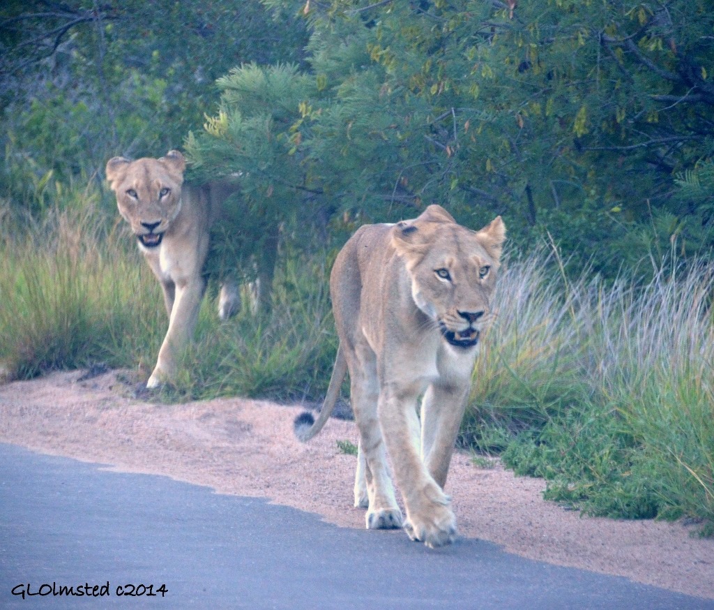 Two lioness Kruger National Park South Africa