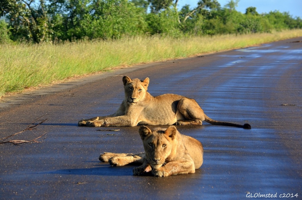 Two lions on road Kruger National Park South Africa