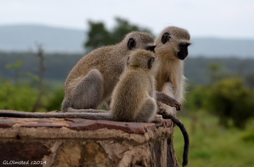 Vervet monkeys Kruger Natonal Park South Africa