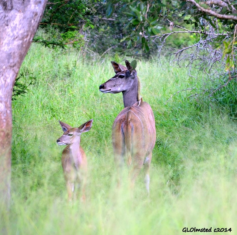 Kudu female and calf Kruger National Park South Africa