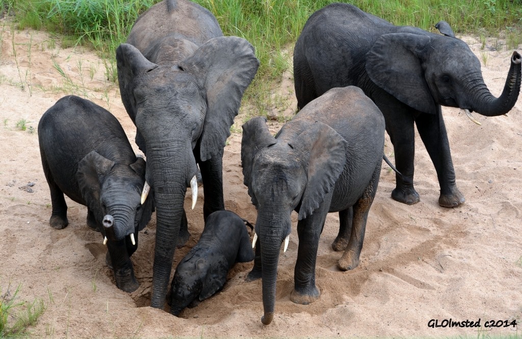 Elephants digging for water Kruger National Park South Africa