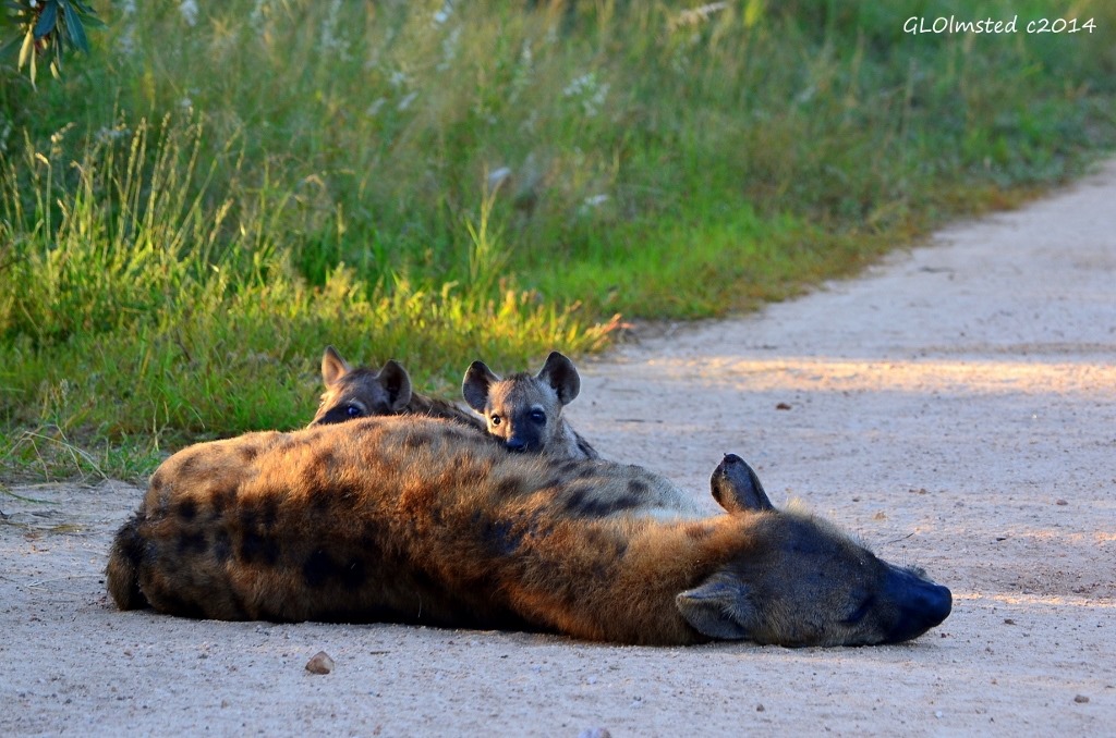Hyenas suckling Kruger National Park South Africa