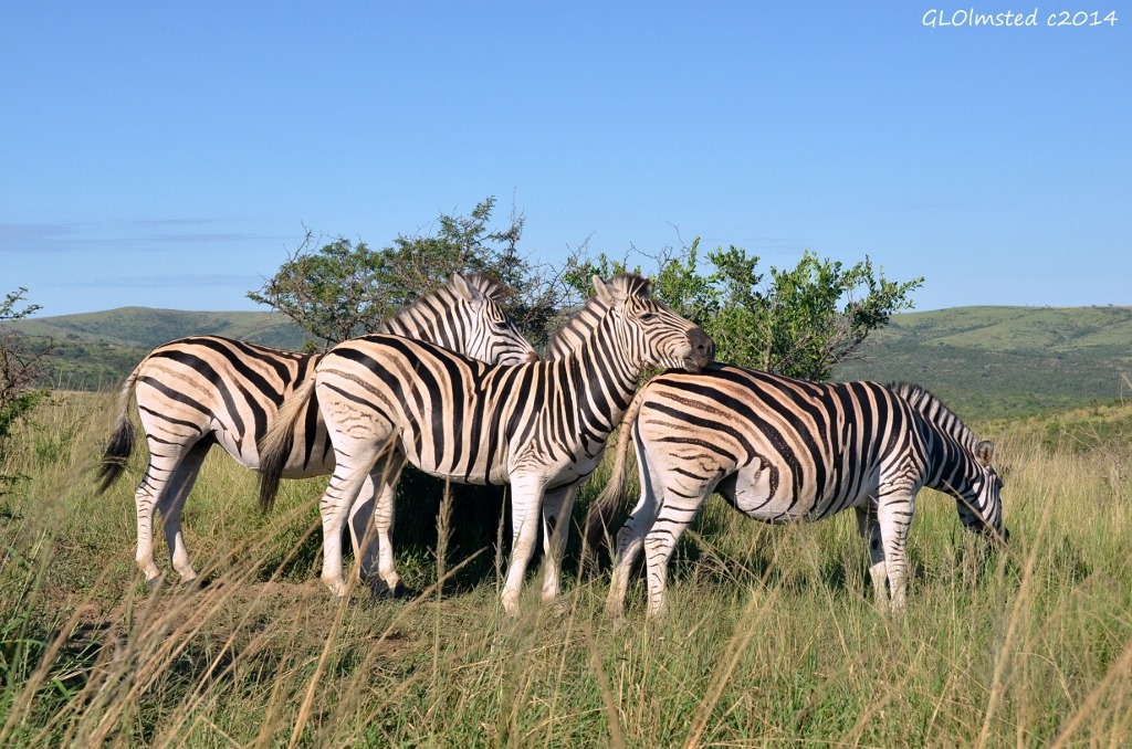 Zebras Hluhluwe iMfolozi National Park South Africa