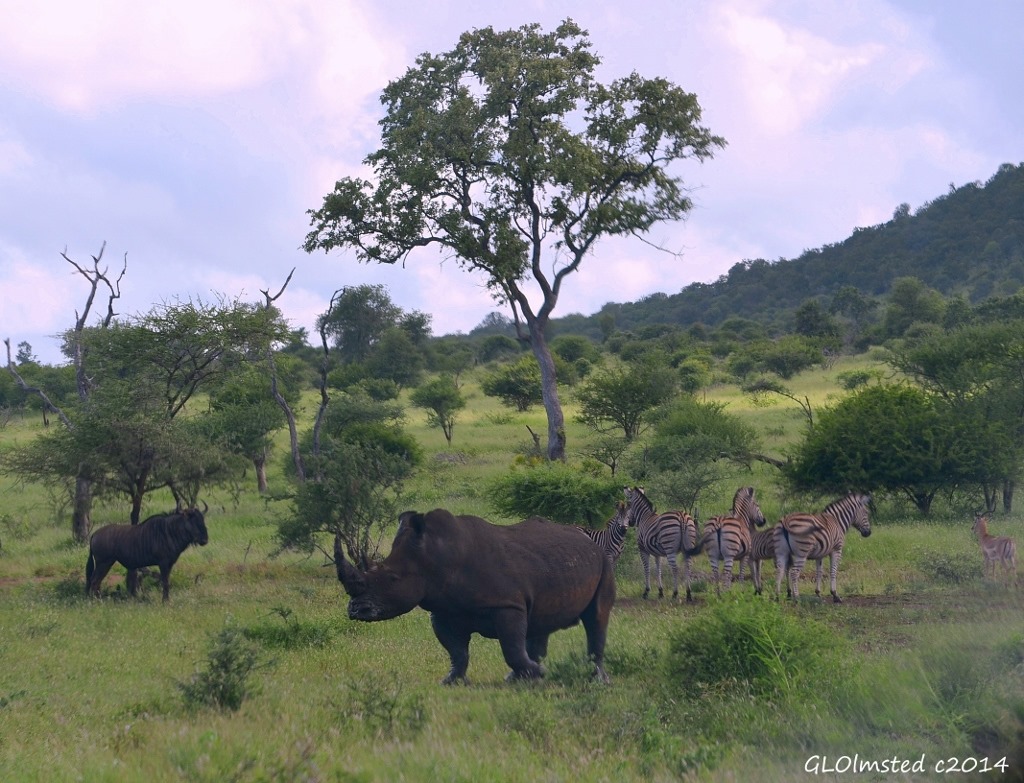 Blue wildebeest, white rhino & zebra Kruger National Park South Africa