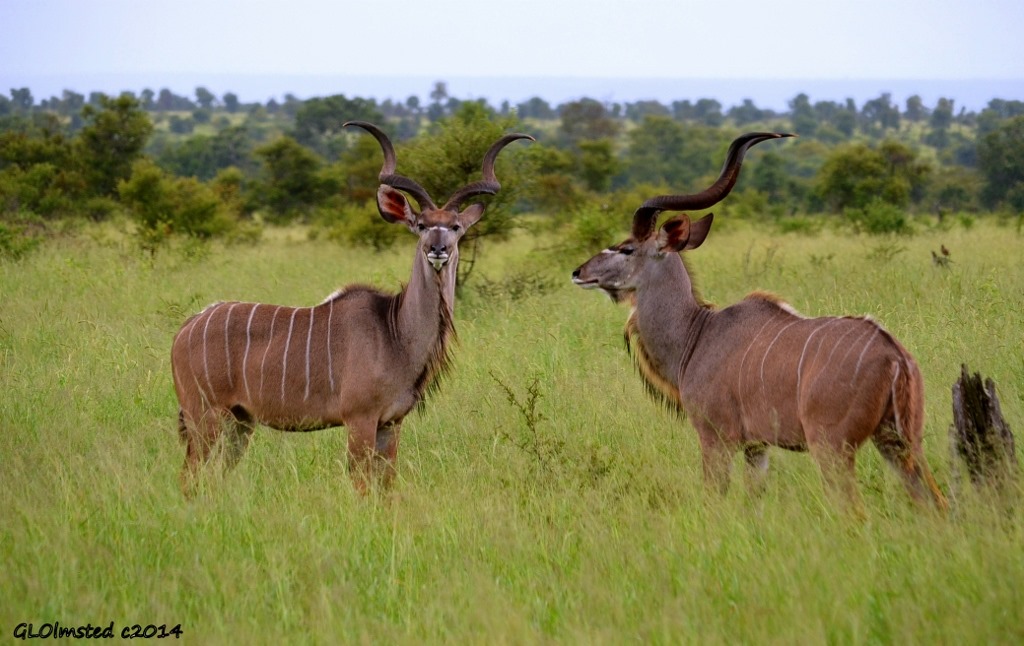 Kudu males Kruger National Park South Africa