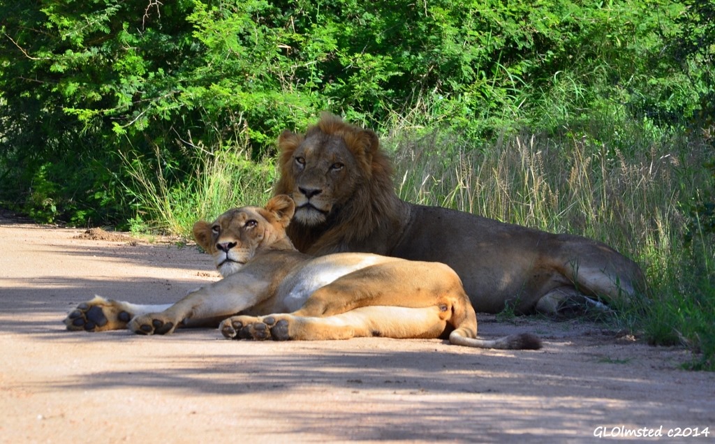 Lion pair on road Kruger National Park South Africa