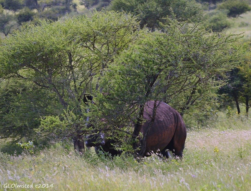White rhino Kruger National Park South Africa