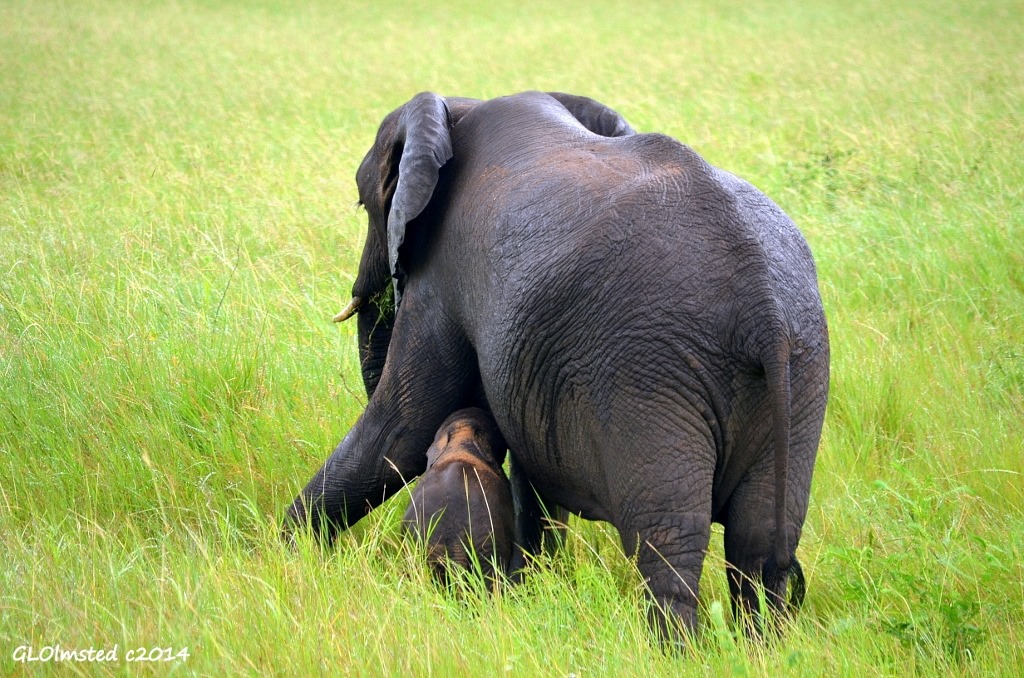 Baby elephant suckling Kruger National Park South Africa