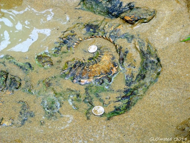 Ammonite fossil Mzamba Fossil site Wild Coast Sun Port Edward South Africa