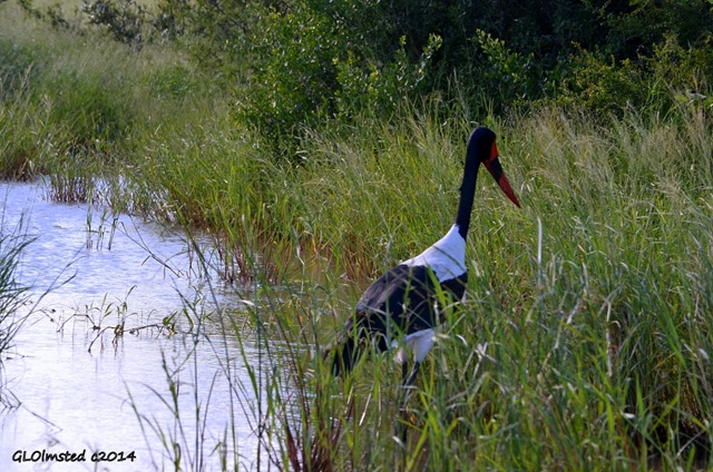 Saddle-bill stork Kruger National Park South Africa