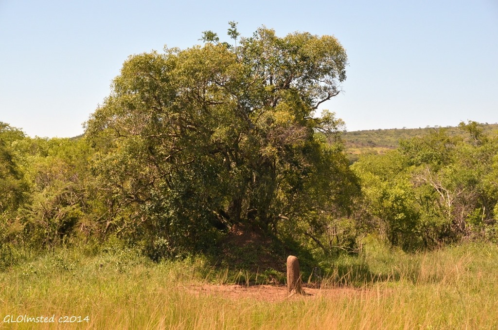 Termite mound from Thiyeni bird hide Hluhluwe iMfolozi National Park South Africa