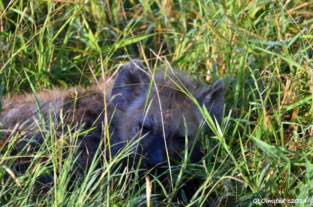 Hyena pup sleeping Kruger National Park South Africa