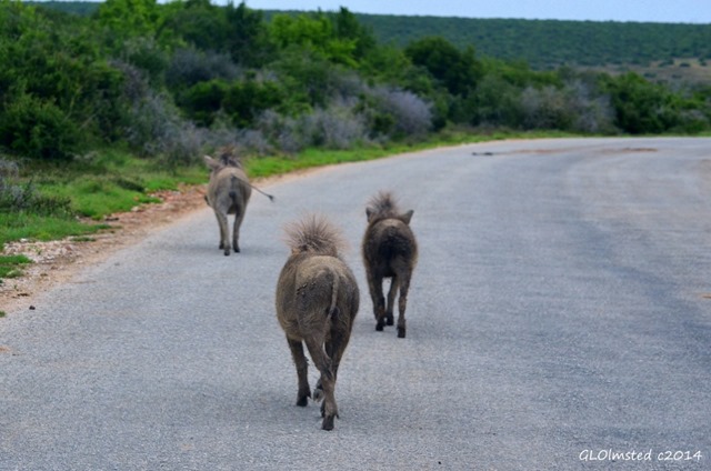 Warthogs Addo Elephant National Park South Africa
