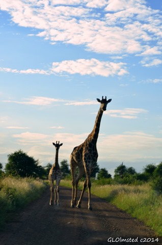 Giraffes Kruger National Park South Africa