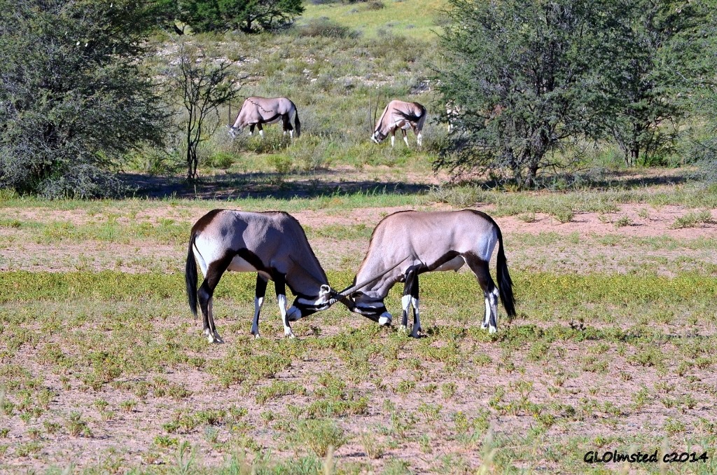 Gemsbok Kalagadi Transfrontier Park South Africa