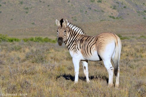 Burchell's zebra Karoo National Park South Africa