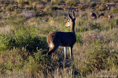 Grey Rhebok Karoo National Park South Africa