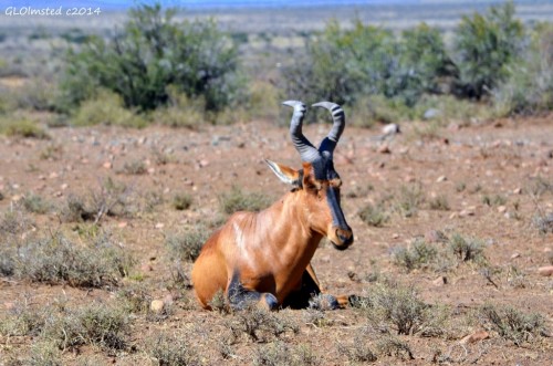 Red Hartebeest Karoo National Park South Africa