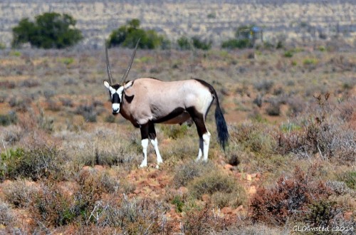 Gemsbok Karoo National Park South Africa