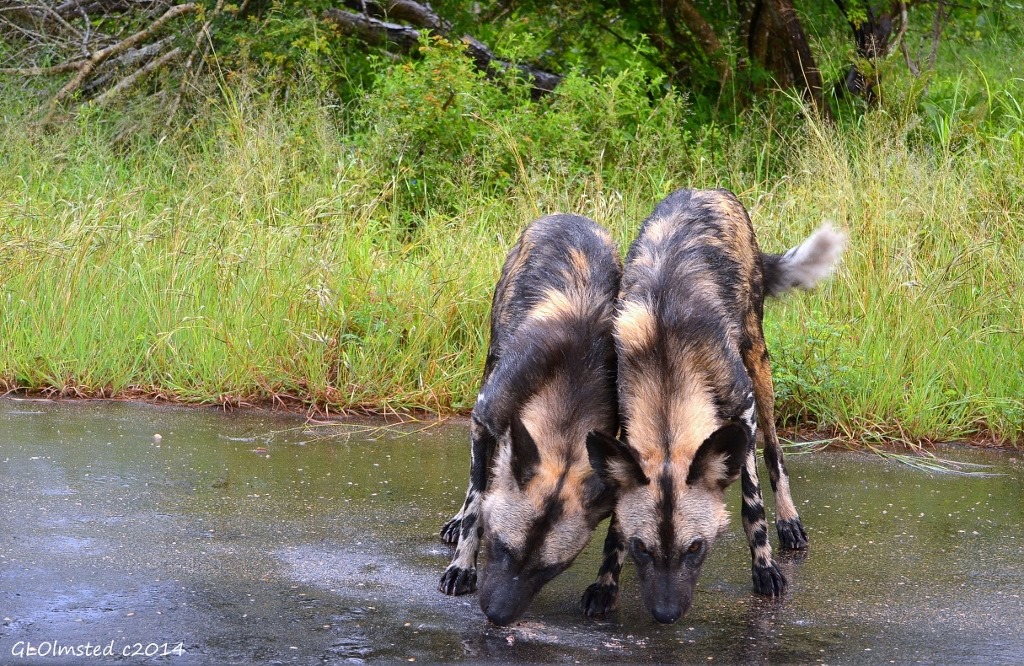 Wild dog pups Kruger National Park South Africa