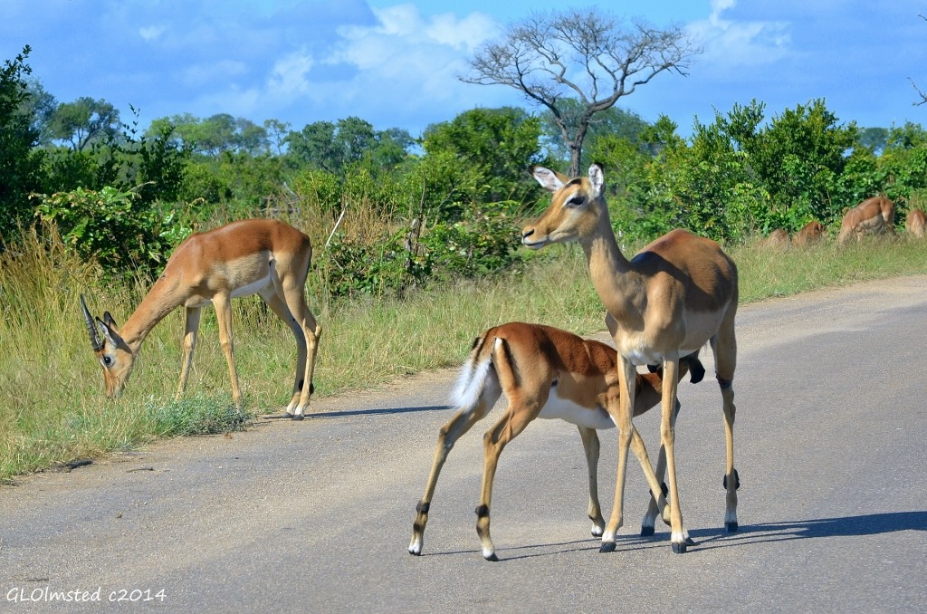 Impala suckling Kruger National Park South Africa