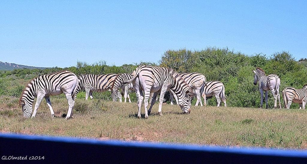 Zebras from underground bird hide Addo Elephant National Park South Africa