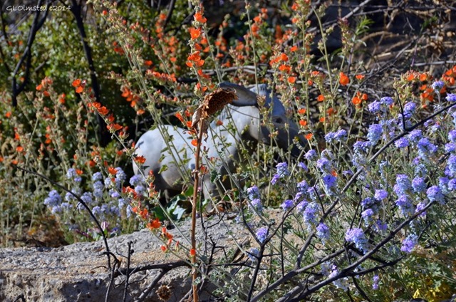 One-eared burro statue in wildflowers Yarnell Arizona