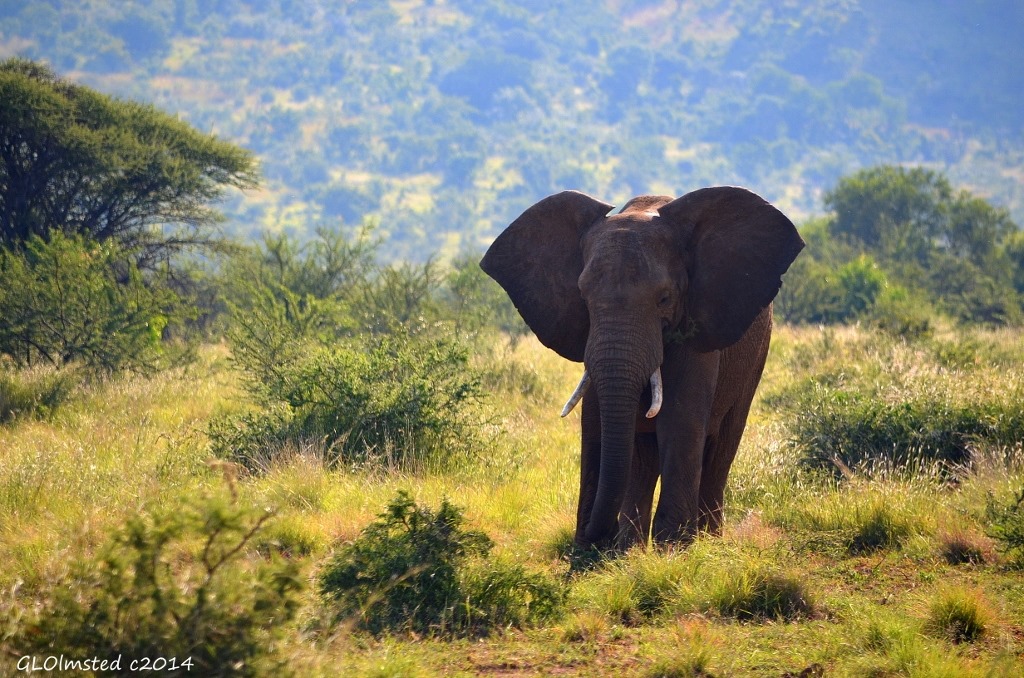 Elephant Pilanesberg Game Reserve South Africa