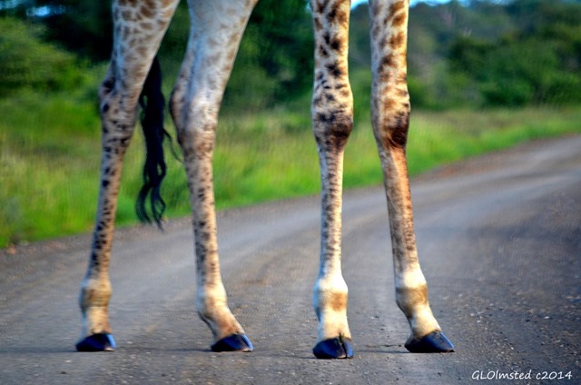 Giraffe legs Kruger National Park South Africa