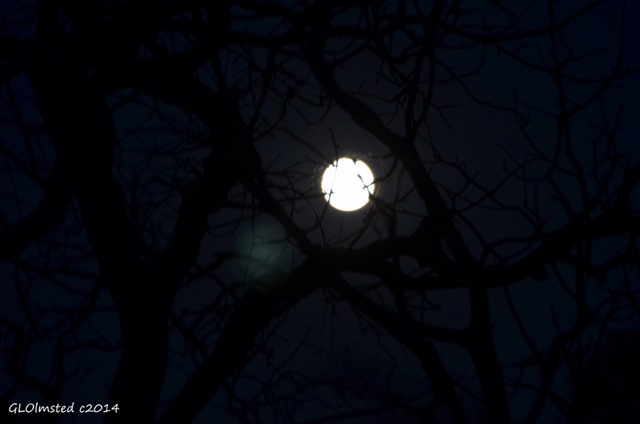 Full moon through trees Yarnell Arizona