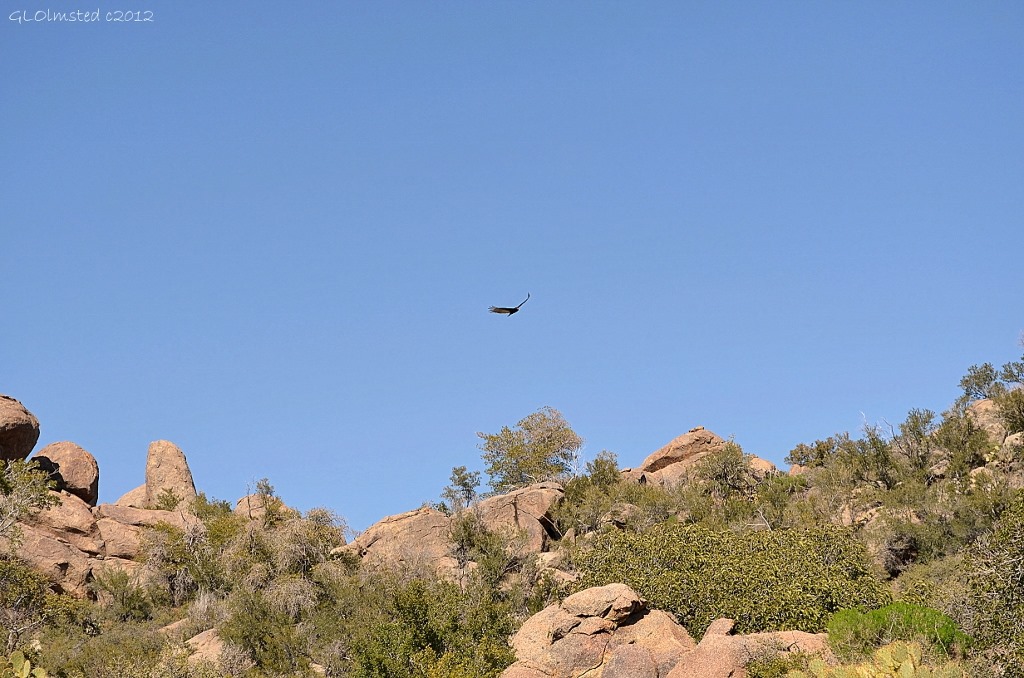Turkey vultures soaring over Weaver Mountains Yarnell Arizona
