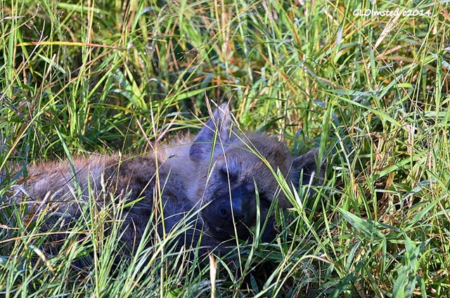 Hyena pup sleeping Kruger National Park South Africa
