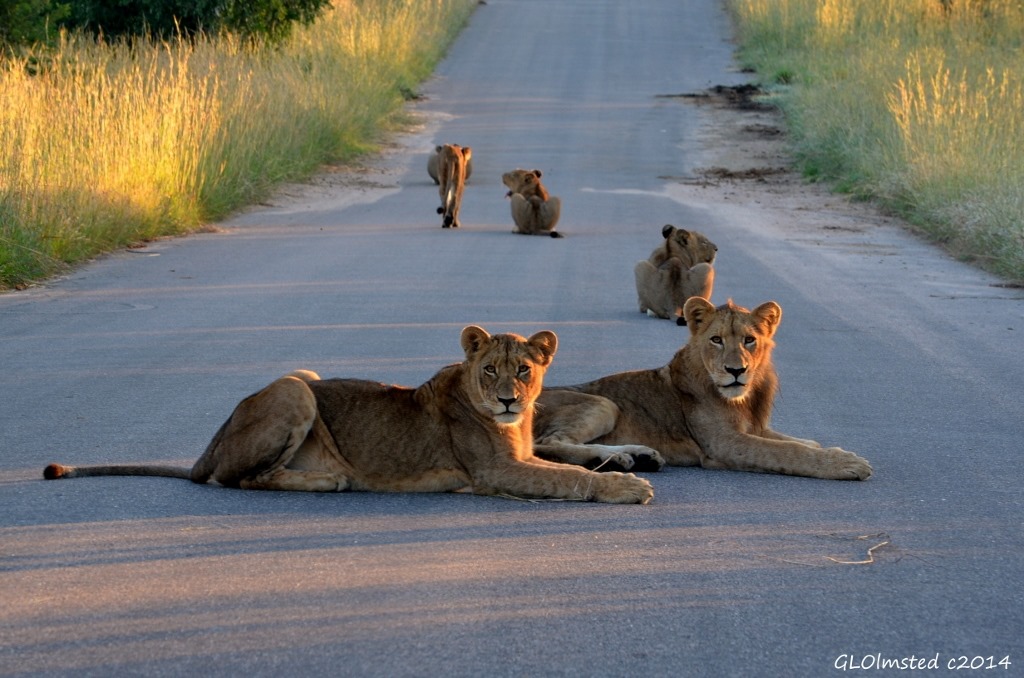 Lions on the road Kruger National Park South Africa