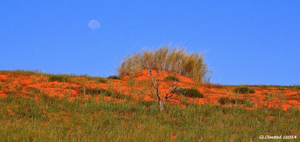 Moon over dunes Kgalagadi Transfrontier Park South Africa