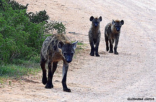 Hyenas Addo Elephant National Park South Africa