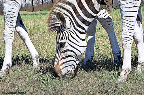 13 DSC_7528 Zebra Addo Elephant National Park SA g (800x530)