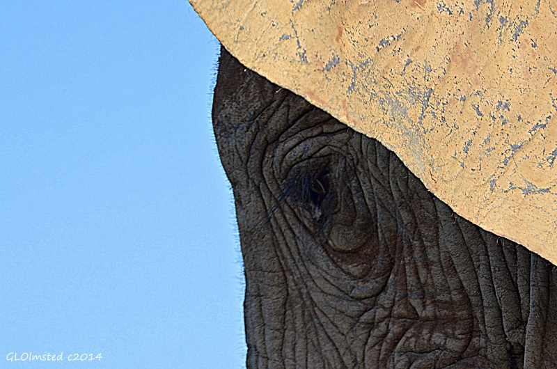 Elephant eye & ear Addo Elephant National Park South Africa
