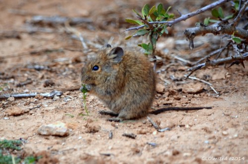 Striped mouse Addo Elephant National Park South Africa