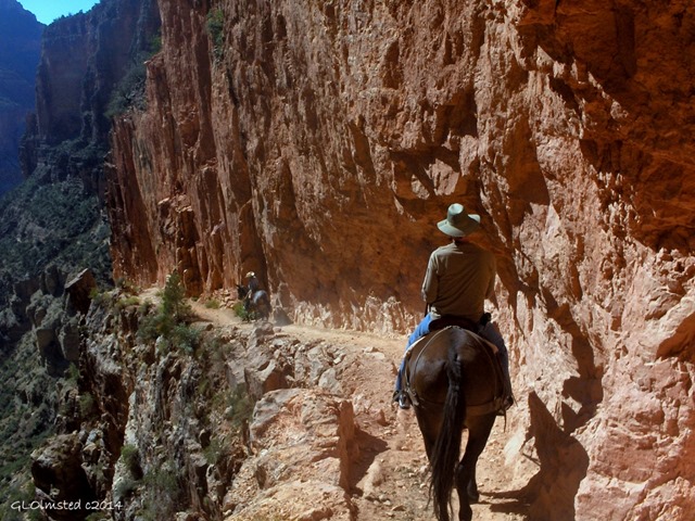 Mule riding North Kaibab trail Roaring Springs Canyon North Rim Grand Canyon National Park Arizona