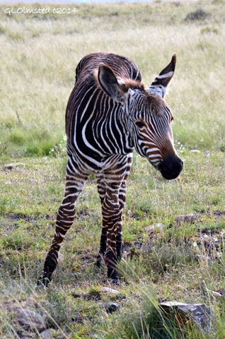 Young Mt Zebra Mountain Zebra National Park South Africa