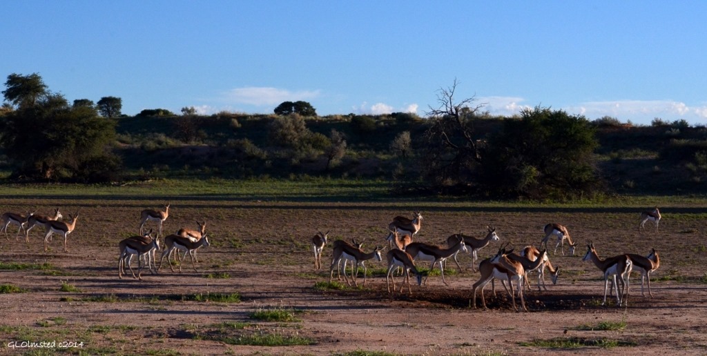 Springbok Kgalagadi National Park South Africa