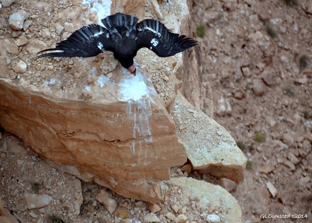 California Condor #54 from Navajo Bridge Marble Canyon Arizona