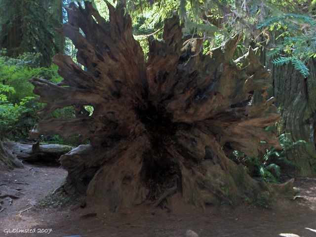 Redwood Root wad Redwoods National Park California