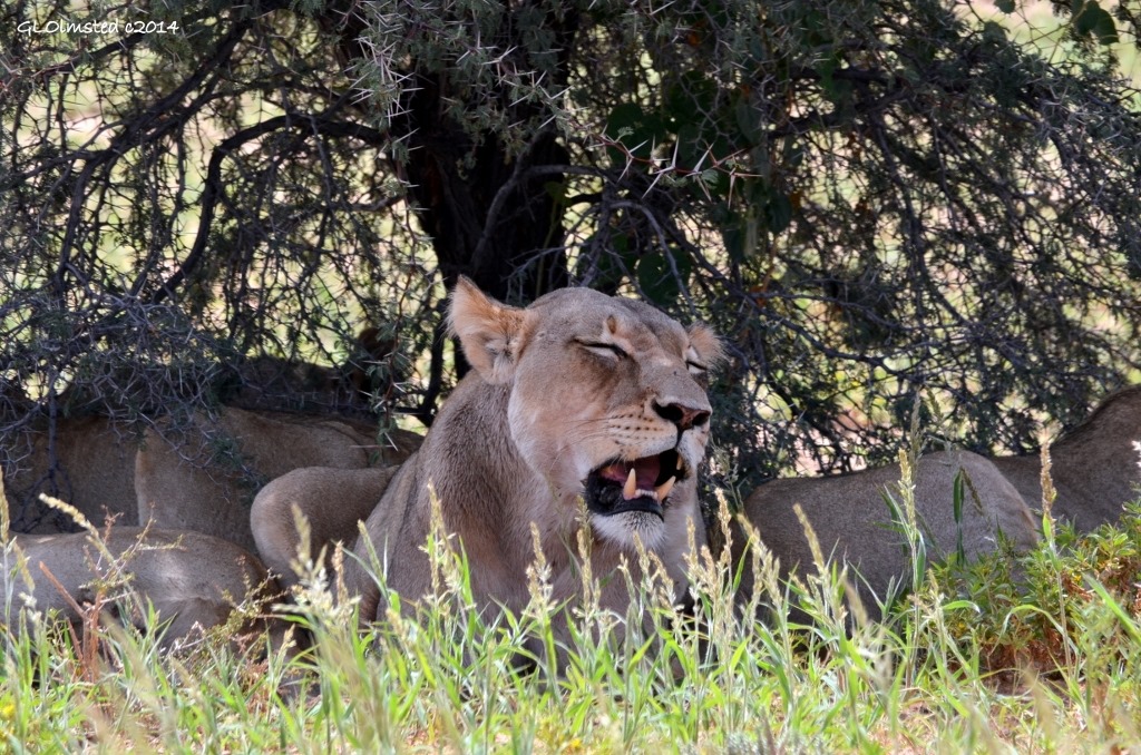 One of five lions resting in shade Kgalagadi National Park South Africa