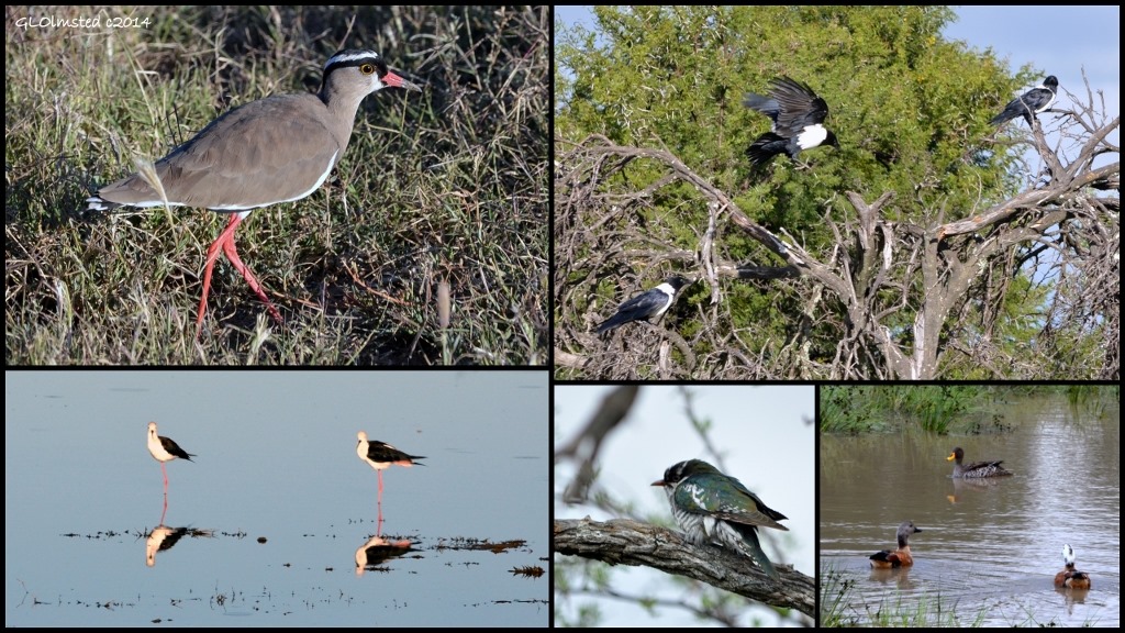 Crowned lapwing, Pied crows, Yellowbilled duck & South African Shelducks, Diderick Cuckoo, & Black-winged stilts Mountain Zebra National Park South Africa