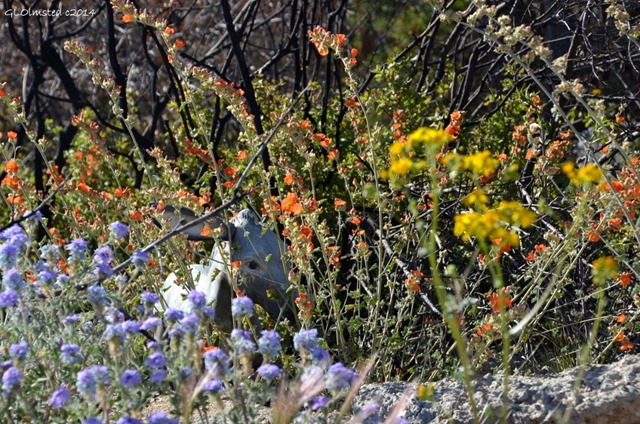 Burro statue in wildflowers Yarnell Arizona