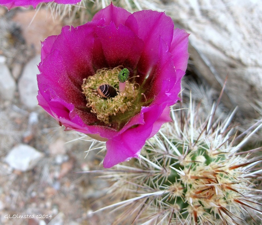01 05 Bee in Grizzly Bear Cactus North Kaibab Trail Bright Angel Canyon GRCA AZ g (1024x880)