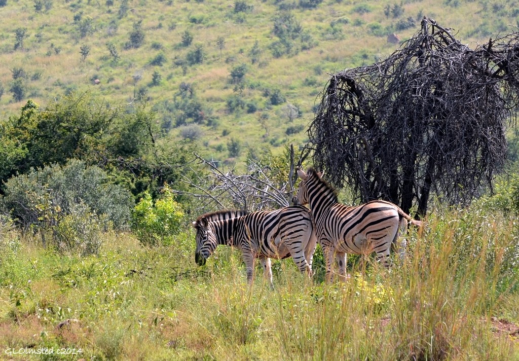Zebras Pilanesburg Game Reserve South Africa