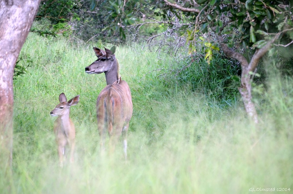 Kudus Kruger National Park South Africa