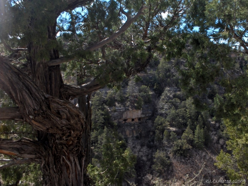 03 a282 Juniper & ruins Walnut Canyon NM AZ fff62 (1024x769)